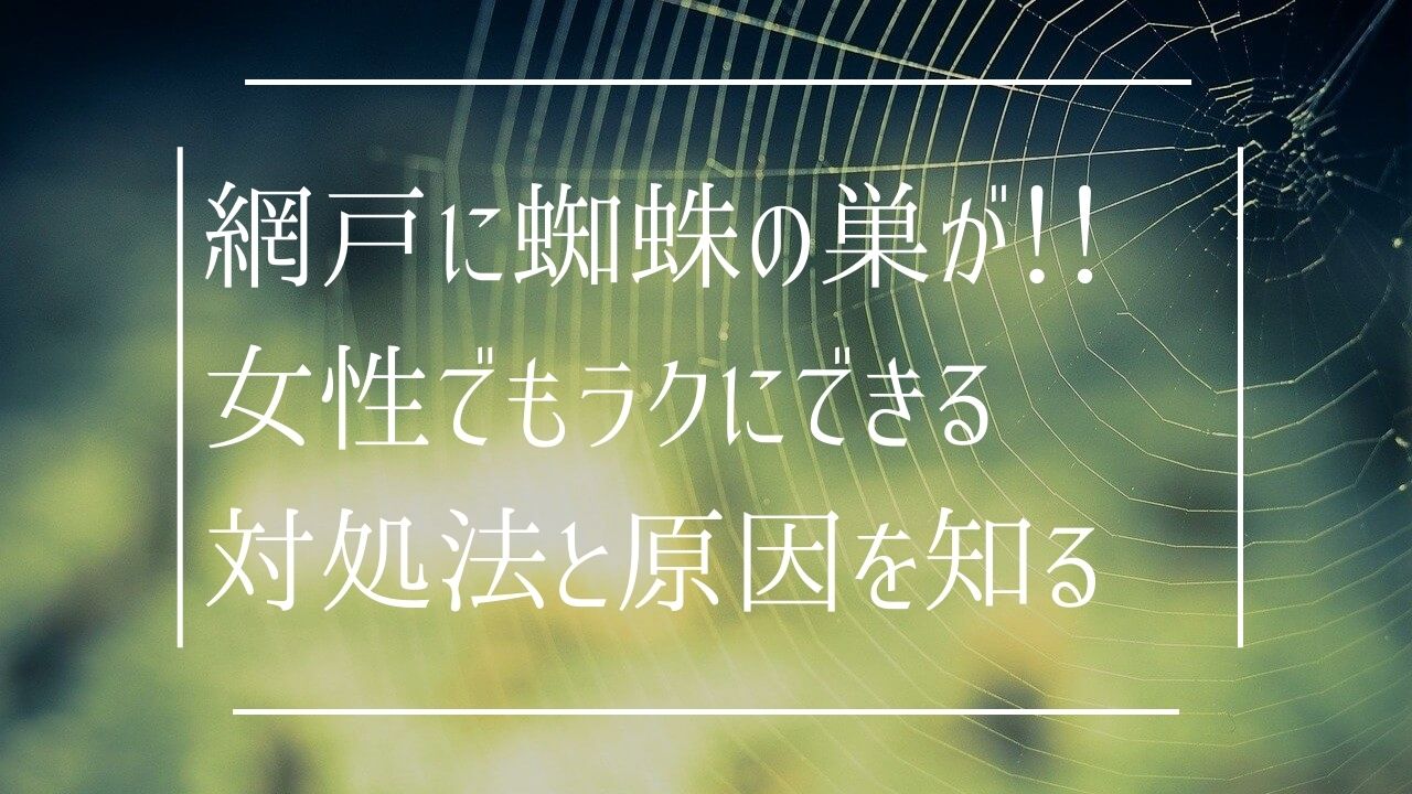 網戸に蜘蛛の巣が！！女性でも楽にできる対処法と原因を知る